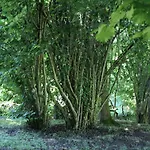Du Cote De Lacoume