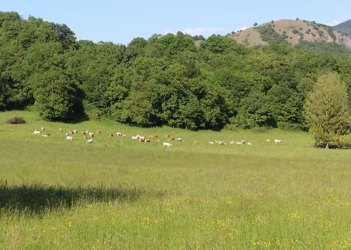 Du Cote De Lacoume Anla
