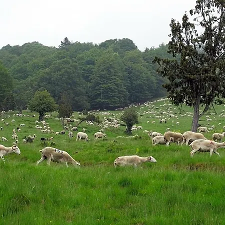Du Cote De Lacoume Anla