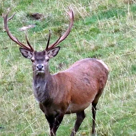 Du Cote De Lacoume