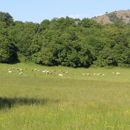 Du Cote De Lacoume Anla