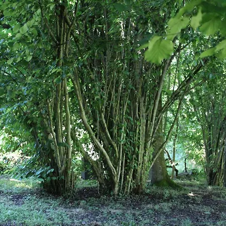 Du Cote De Lacoume
